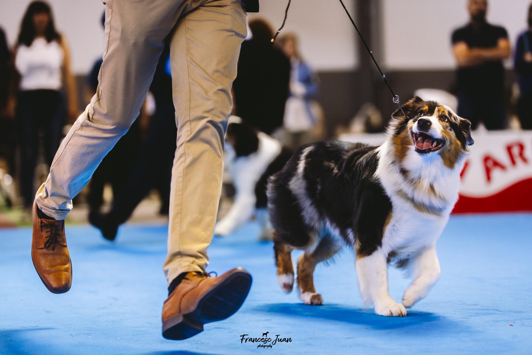 Pastor australiano tricolor caminando junto a su handler en una exposición canina