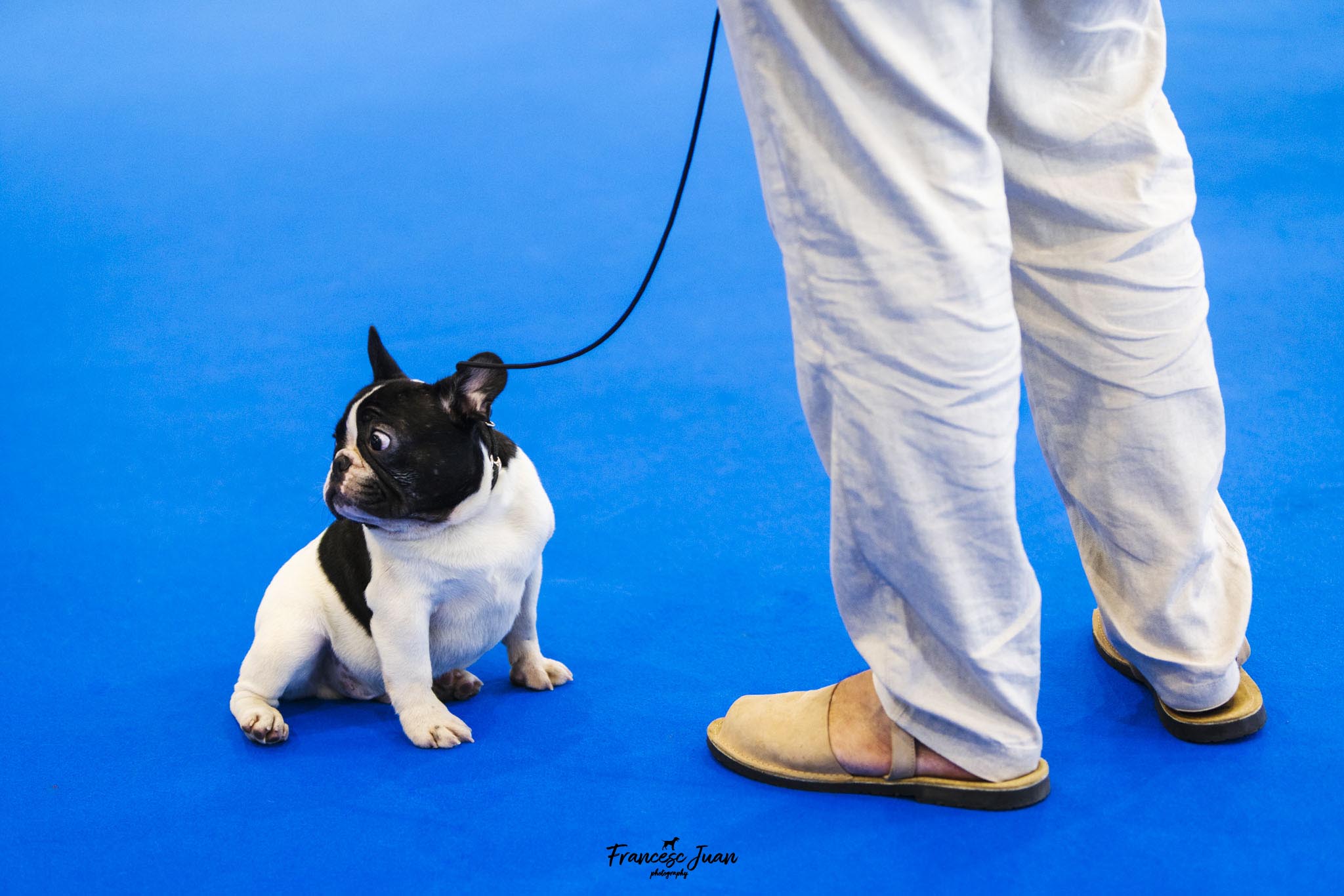 Bulldog francés blanco y negro sentado junto a su guía sobre moqueta azul en una exposición canina