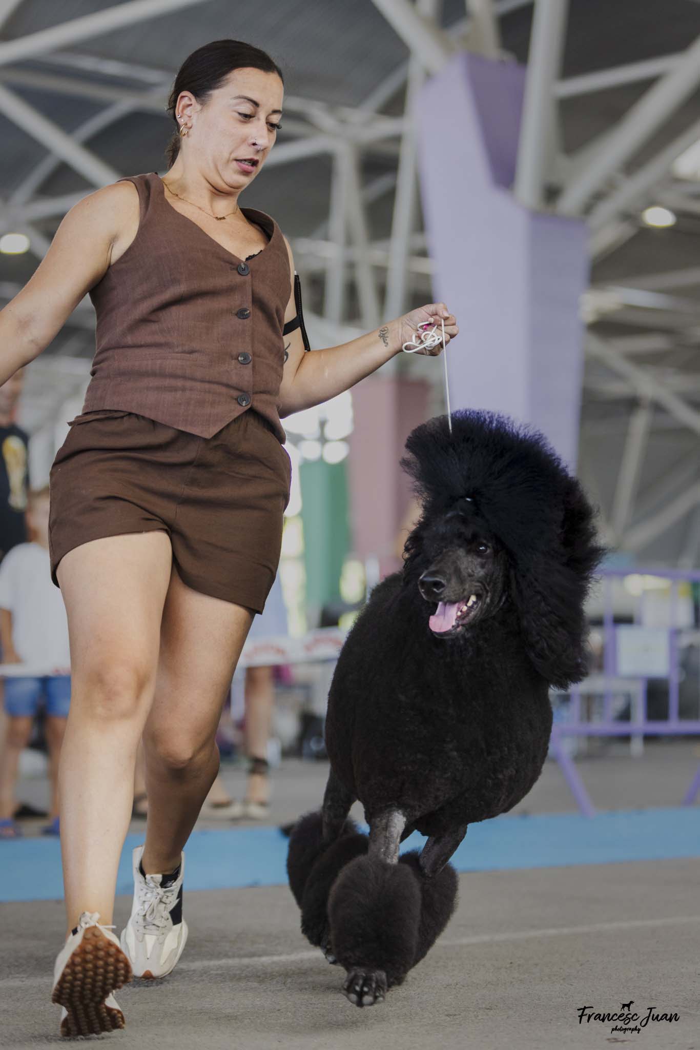 Caniche negro grande trota junto a su guía durante el juicio en la Exposición Canina Nacional de Castellón 2025.