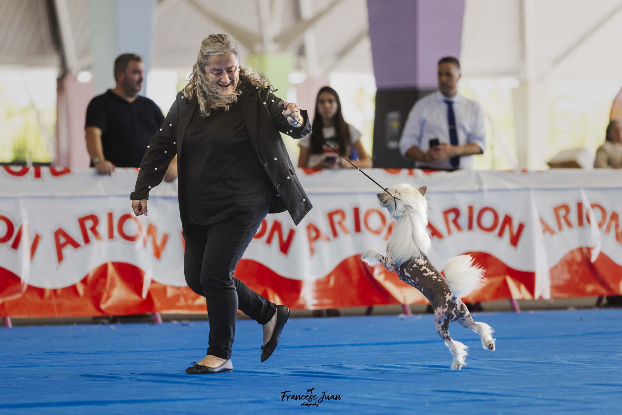 Perro crestado chino saltando alegremente junto a su guía en la Exposición Canina Nacional de Castellón 2025.
